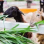 探索足球世界的无限精彩 - 球探体育